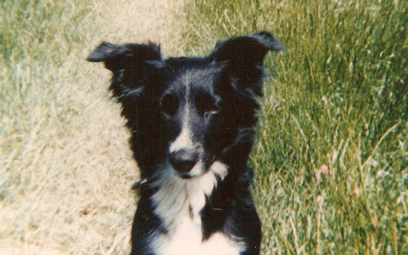 Bramble the dog who wanted to live forever