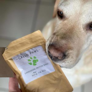 Labrador Charlie sniffing Green Paws Supplement