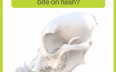 Is this skull designed to bite on flesh?