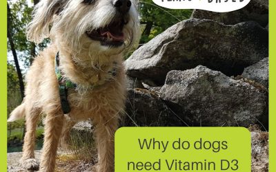Why do dogs need Vit D3 in their diet?