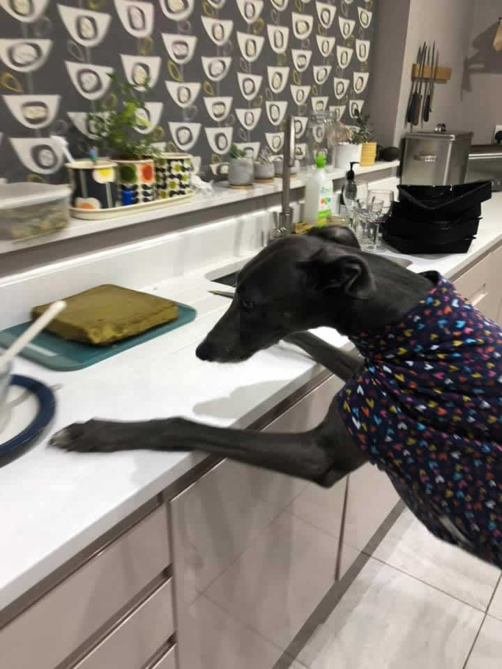Homecooking plant-based dog food Luna taking a bite off counter