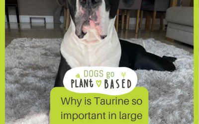 Why is Taurine so important in large breed dogs?