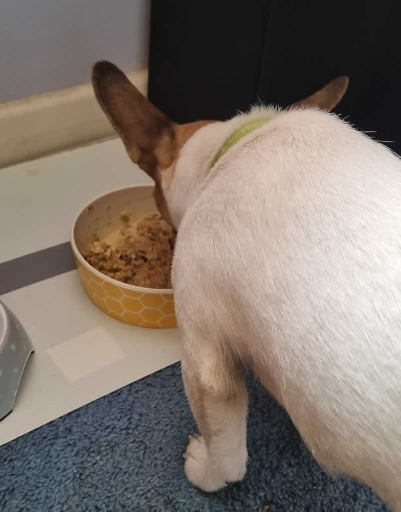 Vegan Jack Russell Willow with huge ears