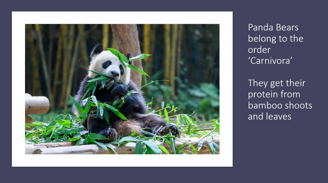 Panda Bears are this beautiful on a 100% plant-based diet of bamboo leaves and they belong to Order Carnivora