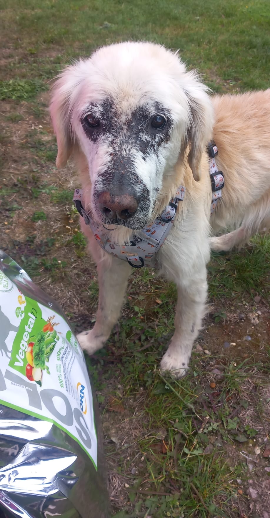 Golden Retriever with severe skin infection